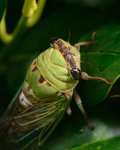 Superb Dog-day Cicada
