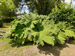 Gunnera tinctoria