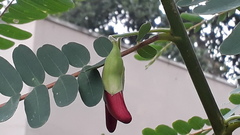 Sesbania grandiflora