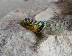 Sceloporus serrifer
