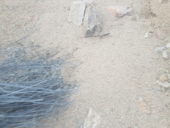 Aspidoscelis tigris tigris