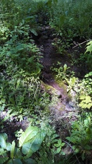 Micranthes micranthidifolia