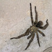 Cuban Bronze Tarantula - Photo (c) Gianluca Di Santo, some rights reserved (CC BY-NC-ND), uploaded by Gianluca Di Santo