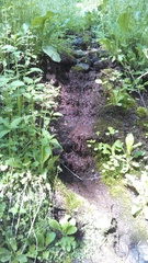 Micranthes micranthidifolia