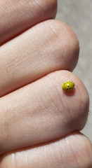 Psyllobora vigintiduopunctata