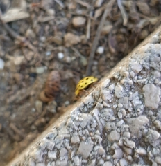 Psyllobora vigintiduopunctata