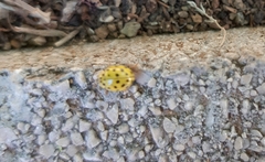 Psyllobora vigintiduopunctata