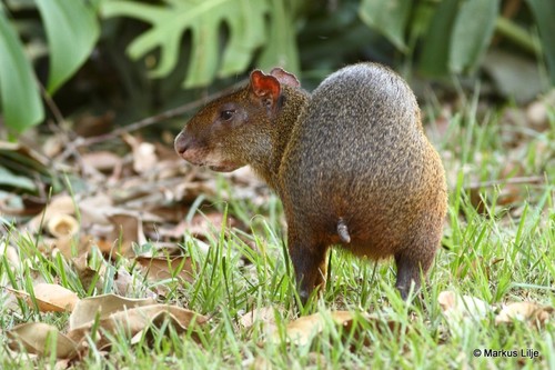Red-rumped Agouti, photo 3 of 8
