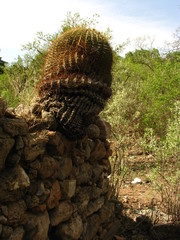 Ferocactus histrix