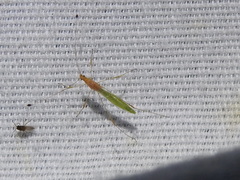 Metacanthus multispinus