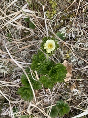 Anemonastrum villosissimum