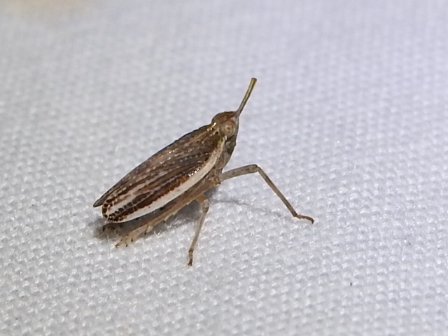 Scolops angustatus