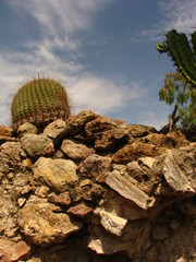 Ferocactus histrix