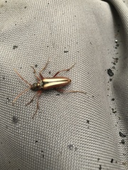 Stenocorus trivittatus