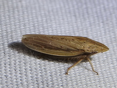 Prairiana