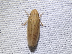 Prairiana
