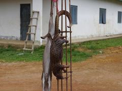 Phataginus tricuspis