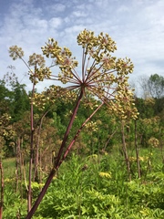 Angelica atropurpurea