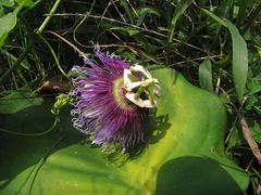 Passiflora serratifolia