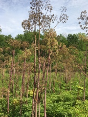 Angelica atropurpurea