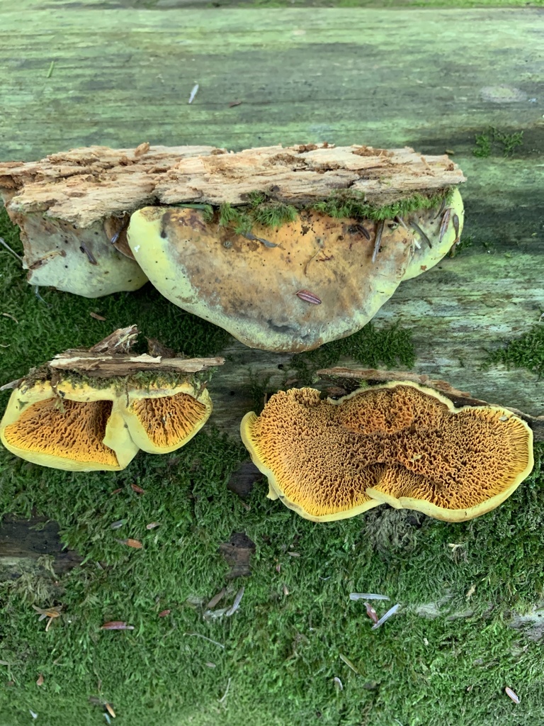 Pseudomerulius sp. 'curtisii-IN01'
