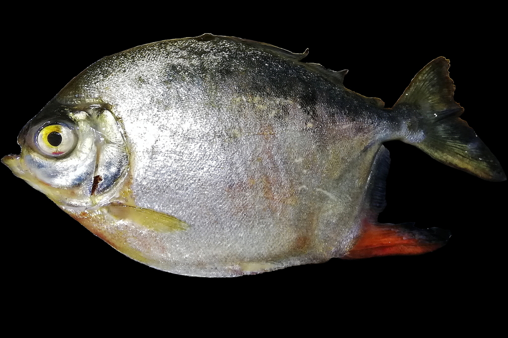 Metynnis otuquensis