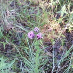 Liatris squarrosa glabrata