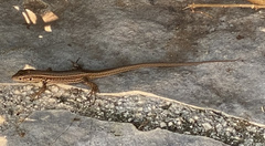 Podarcis ionicus