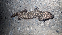 Heloderma suspectum suspectum