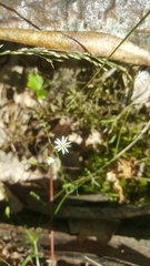 Stellaria graminea