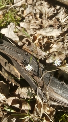 Stellaria graminea