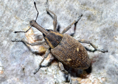 Lepyrus palustris