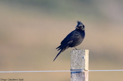 Knipolegus lophotes