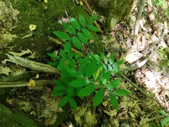 Polygonatum pubescens