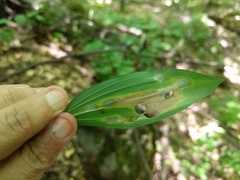 Polygonatum pubescens