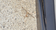 Amblyptilia pica