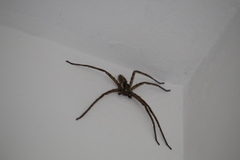 Heteropoda venatoria