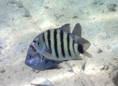 Abudefduf lorenzi