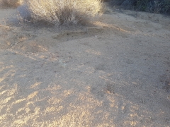 Callisaurus draconoides rhodostictus