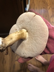 Boletus separans