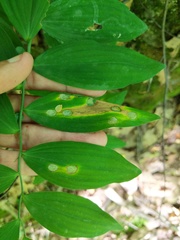 Polygonatum pubescens