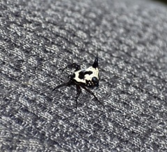 Micrathena cubana