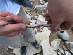 Nerodia sipedon insularum