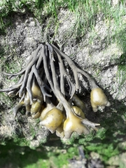 Pelvetia canaliculata