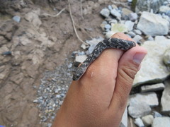 Nerodia sipedon insularum