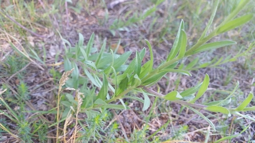 Hoary Alyssum Noxious Weeds Of Colorado · Inaturalist 