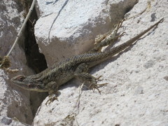 Sceloporus horridus