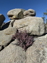 Penstemon clevelandii connatus