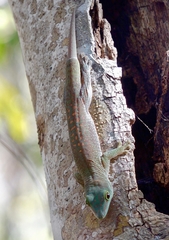 Phelsuma kochi