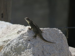 Sceloporus horridus